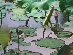 -漩门湾国家湿地公园