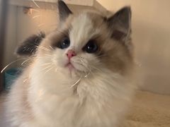 -东方名猫馆·英短金渐层布偶猫舍(环线广场1号楼店)