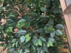 -同仁四季椰子鸡(无锡滨湖万象汇店)