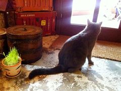 -猫色咖啡·猫咖