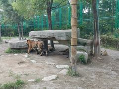-上海野生动物园