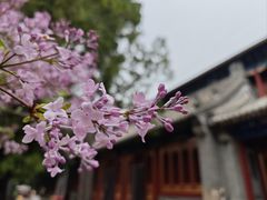 -八大处公园