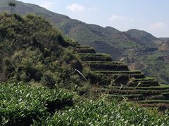 -文雅轩茶叶(锦和越界田林坊店)