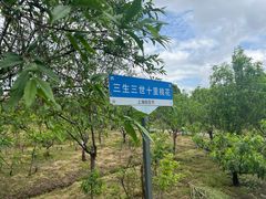 -南汇桃花村