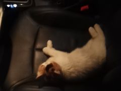 -70cat德文卷毛猫·缅因猫纯种猫舍