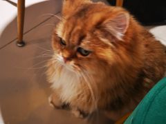 -平行世界·猫咖(首经贸店)