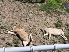 -西霞口神雕山野生动物世界