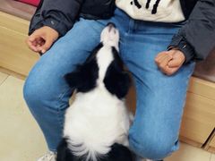 -宠福鑫康馨动物医院·骨科·眼科