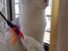 -瑞鹏宠物医院·骨科·猫科·内科(第一中心)