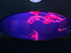 -西安曲江海洋极地公园