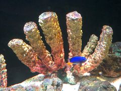 -暹罗海洋世界