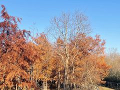 -上海海湾国家森林公园