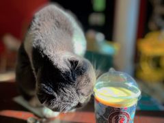 -猫色咖啡·猫咖