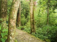 -天目山大树王景区