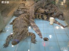 鳄鱼-渔民新村(番禺总店)