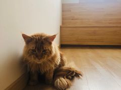 -猫腻·猫咖·撸猫馆(星光大道店)