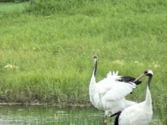-黑龙江扎龙生态旅游区