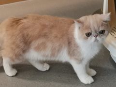-飞行喵MR PILOT|猫舍·猫咖(静安大融城店)