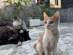 -瑞派动物医院·猫专科·至诚(江南中分院)