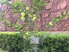 -广州神农草堂中医药博物馆
