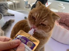 -喵的天空名猫咖啡馆·撸猫·猫舍·用品