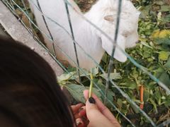 -小鱼草莓采摘园农家乐·小鱼餐厅