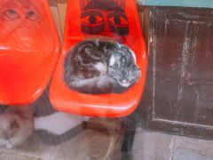 -猫咪博物馆(顶澳仔猫街店)