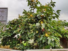 -丫丫蟹庄·苏式园林农家乐·阳澄湖大闸蟹(阳澄湖莲花岛店)