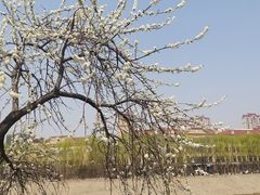 -桃花堤公园