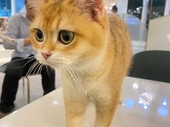 -飞行喵MR PILOT|猫舍·猫咖(静安大融城店)