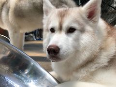 -TrueLove @ Neverland (Husky Cafe)