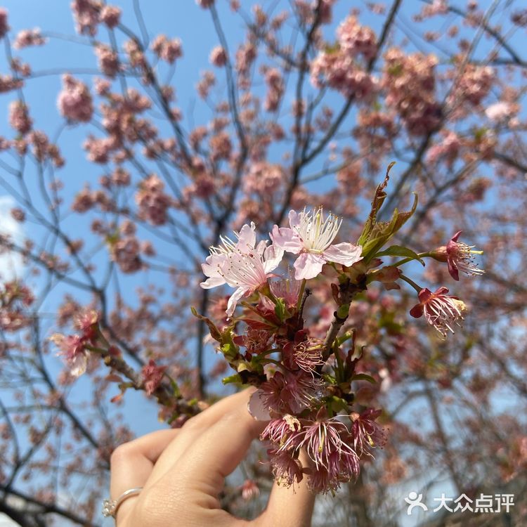 都是爱粉嫩的少女呀，看完樱花可以直接去瘦西湖踏青