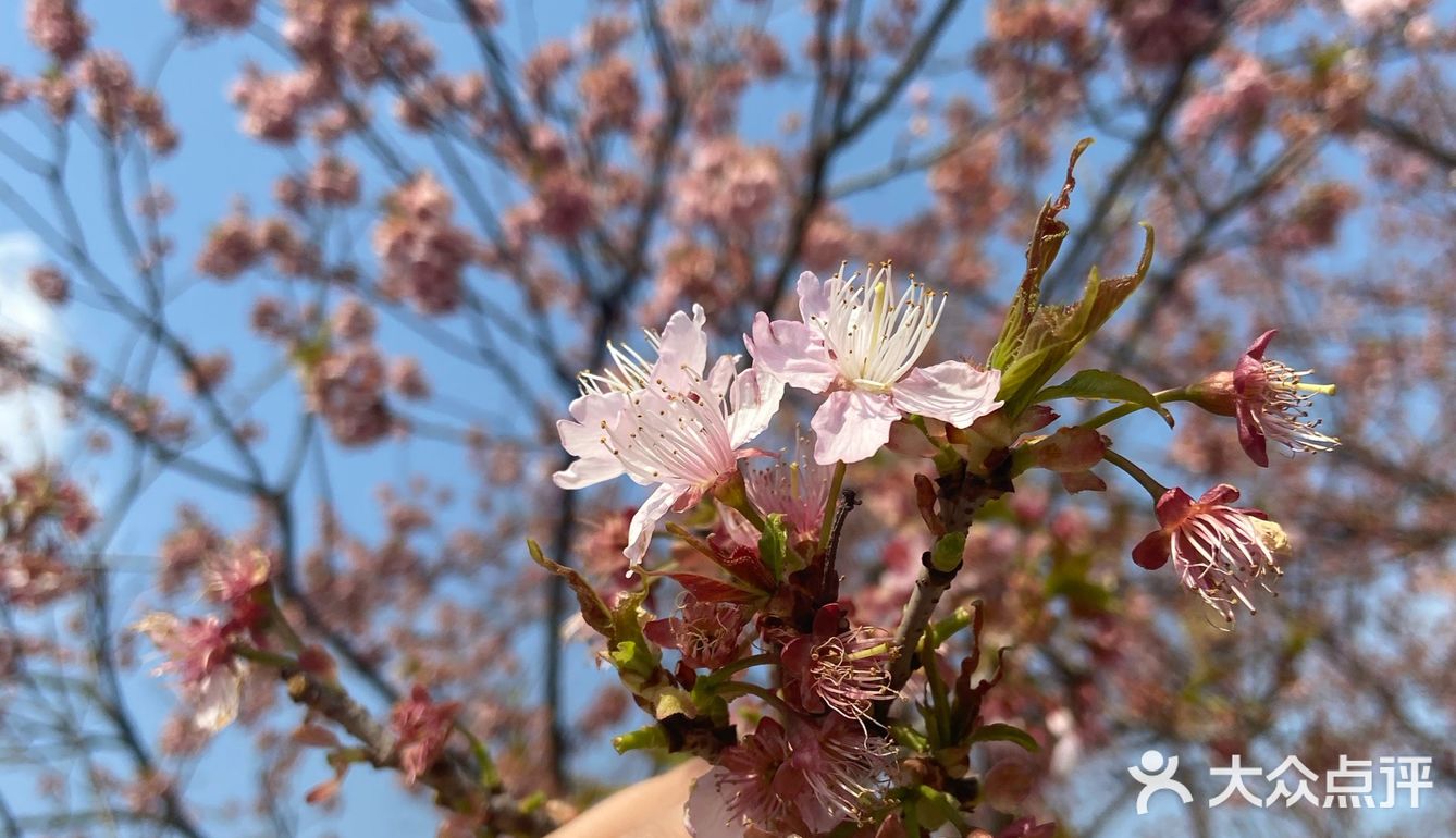 都是爱粉嫩的少女呀,看完樱花可以直接去瘦西湖踏青