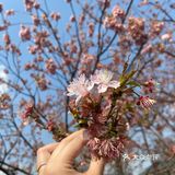 都是爱粉嫩的少女呀,看完樱花可以直接去瘦西湖踏青
