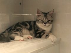 -lincat·猫舍(广州店)