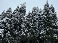 -武陵山森林公园