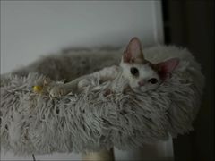 -山宅一喵德文卷毛猫舍
