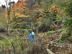 -大岭沟猕猴桃谷风景区