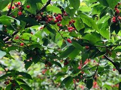 -樱桃山旅游景区