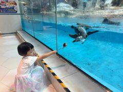 -帝企鹅自助餐厅•儿童岛•真企鹅(长隆企鹅酒店)