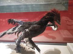 -国家自然博物馆