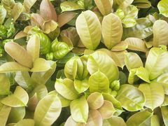 -白塘生态植物园