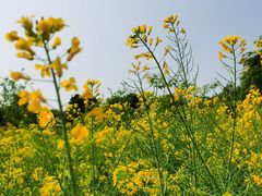 -天适樱花悠乐园