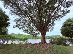 -东莞植物园