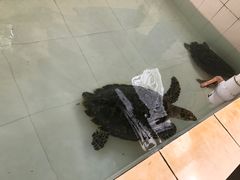 -广东惠东海龟国家级自然保护区
