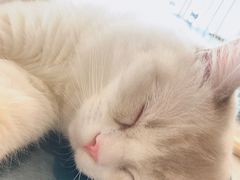 -瞄一喵猫咖(格力海岸店)