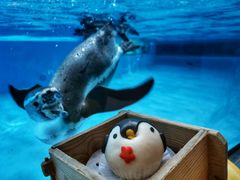 -帝企鹅自助餐厅•儿童岛•真企鹅(长隆企鹅酒店)