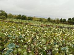 -鄱阳湖国家湿地公园
