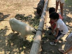 -长兴太湖图影湿地文化园