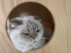 -喵园·猫主题咖啡厅·撸猫·猫咖(国贸店)